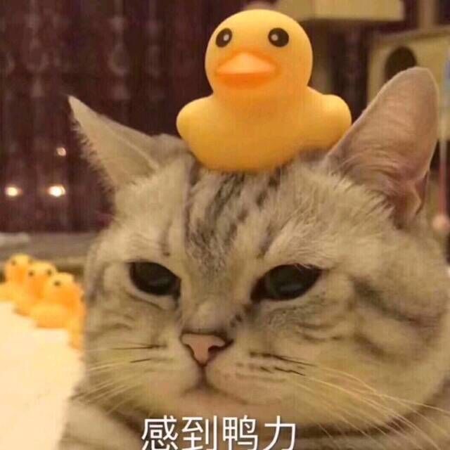 树梢的阳光